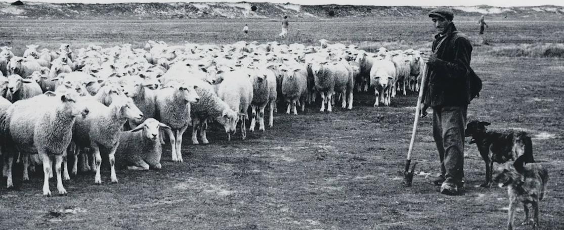 Herders in de Zwinstreek