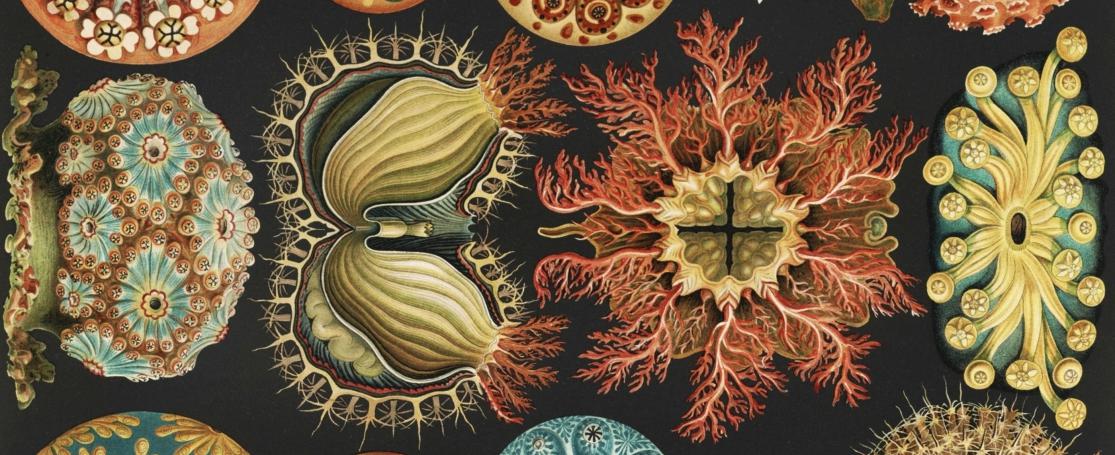 Haeckel Kunstformen der Natur – Ascidiae