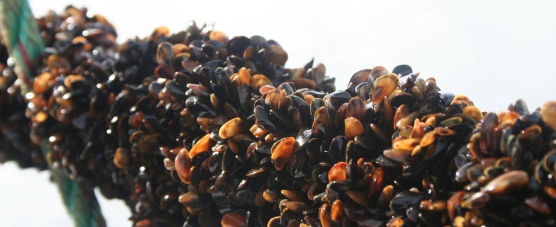 Vlaams Aquacultuur Symposium 2021 - Mosselkweek