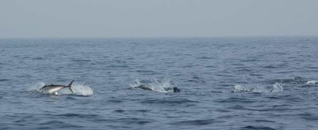 Atlantische blauwvintonijn