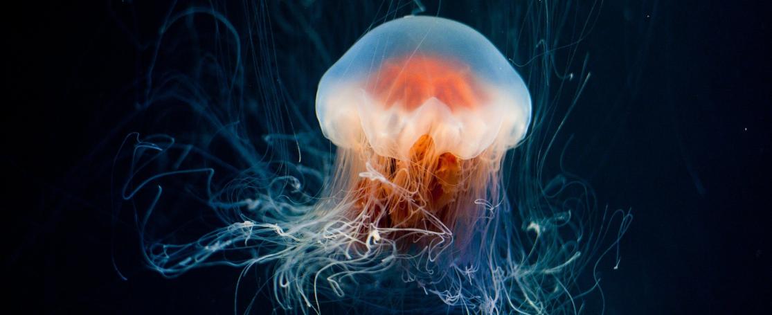 boekentip 'Ocean Echoes'