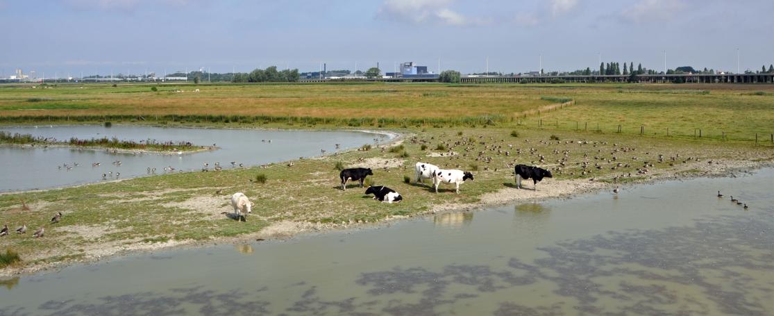 Natuurgebied De Zwaanhoek Oudenburg, met Zandvoorde op achtergrond
