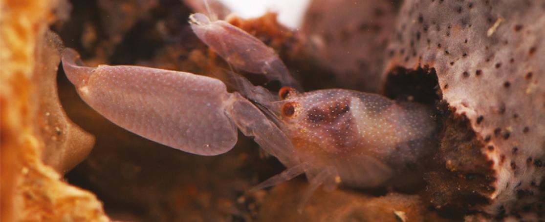 De Quarantaine garnaal is aan van de in 2021 nieuw ontdekte en beschreven soorten