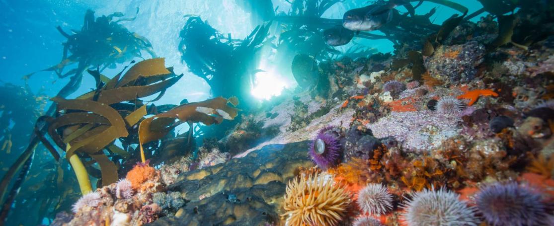 World Oceans day UN head quarters