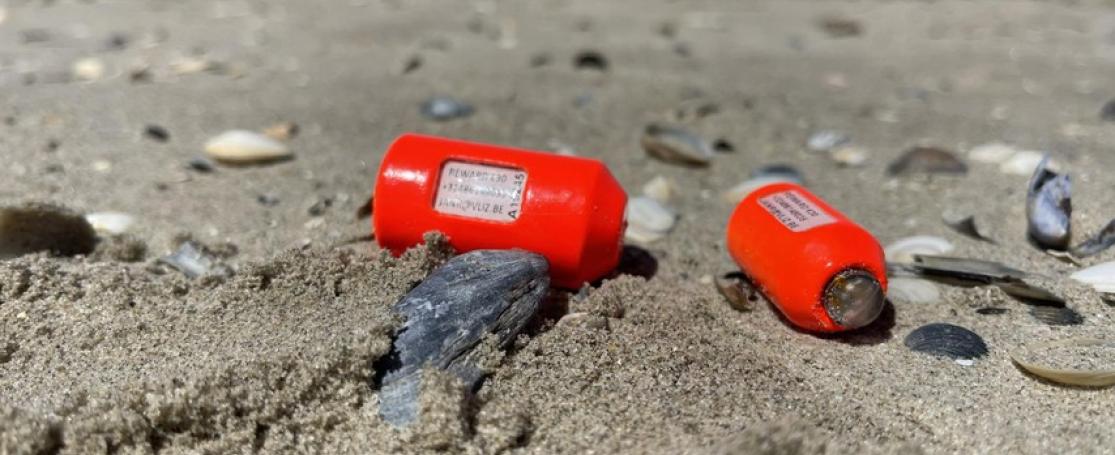 Felgekleurde viszendertjes