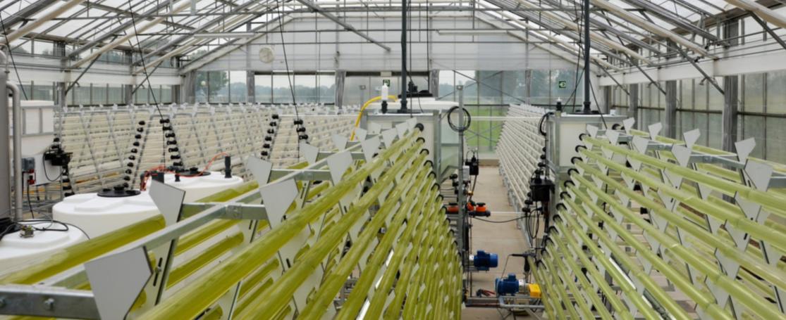 algenkweek bij Thomas More