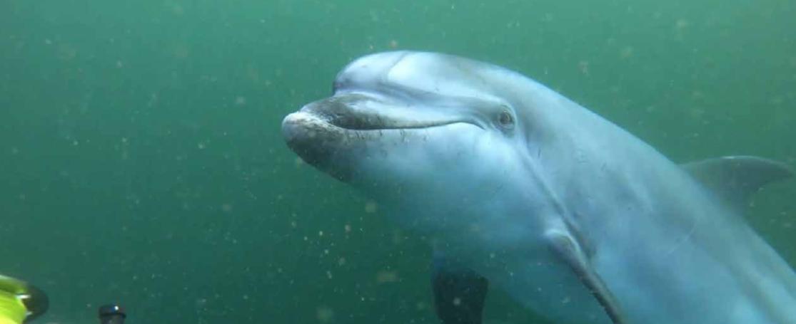 Tuimelaar bij Westhinder (2021.02.26)