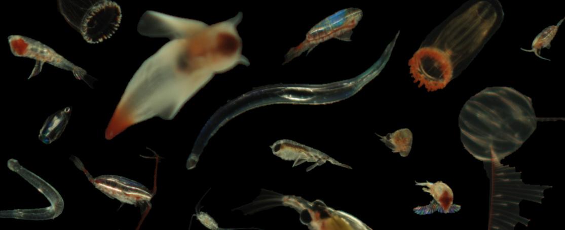 Een compositie van planktonorganismen uit West-Groenland