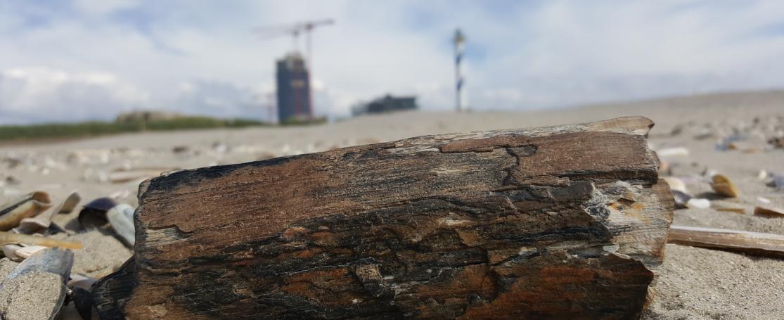 slagtand mammoet Oostende