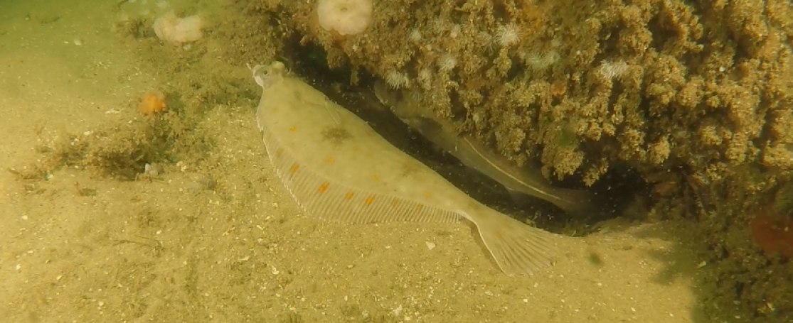 homing gedrag van pladijs bij windmolenparken