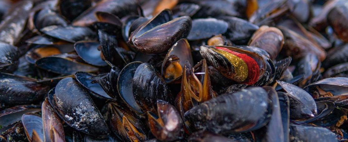 Belgische mosselkweek
