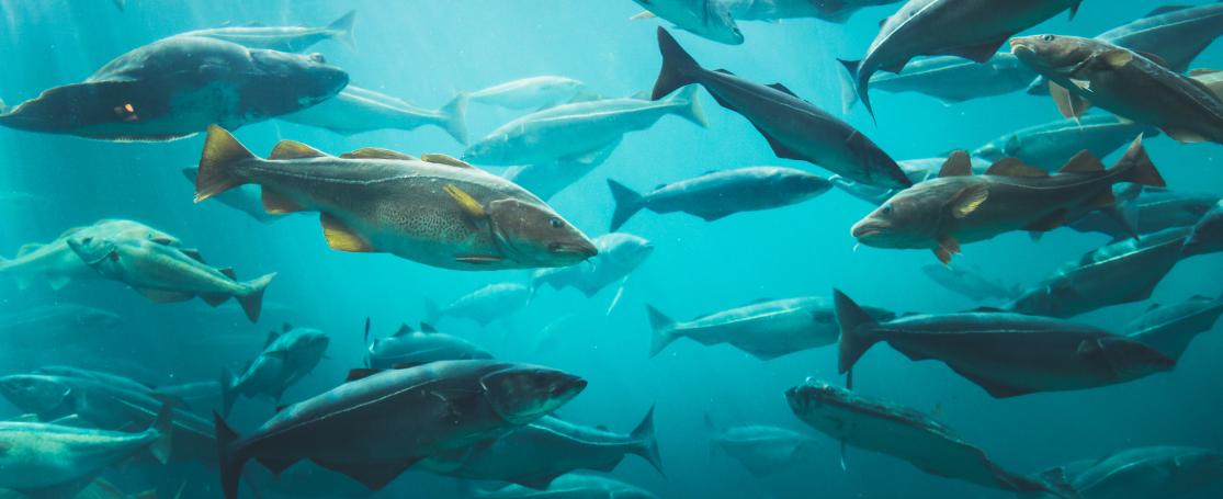 Kabejauw krijgt het te warm in de Noordzee