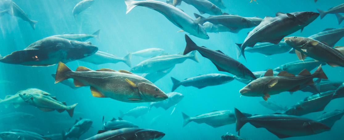 Kabejauw krijgt het te warm in de Noordzee