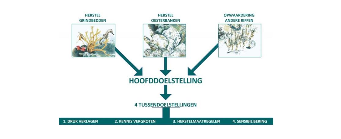 Prioriteiten natuurherstel Belgische Noordzee