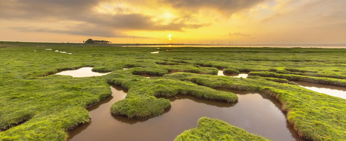 Blau Carbon - schorren 
