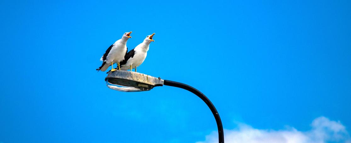 Meeuwen schreeuwen op lantaarn (Duitsland)