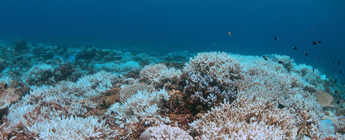 Coral bleaching