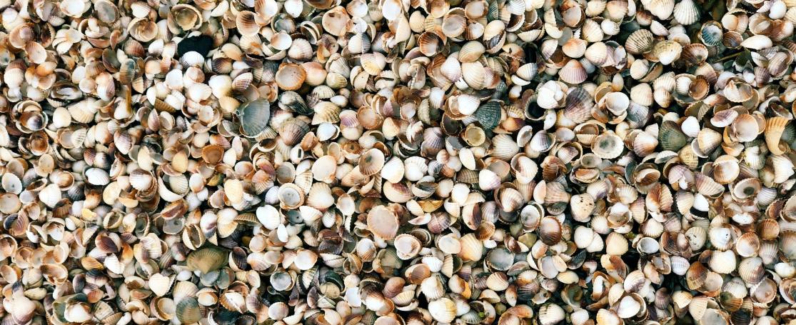 assorted shells Caspian Sea