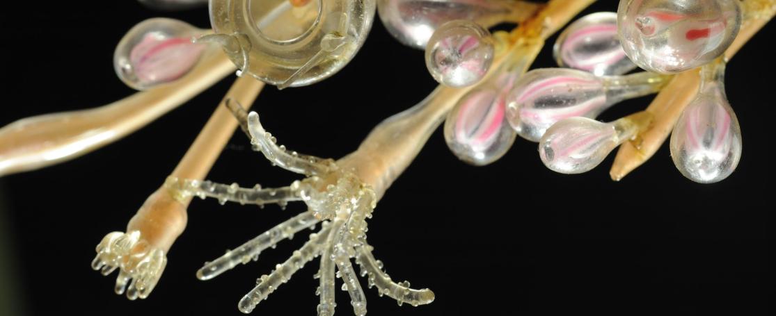 Bougainvillia by Blaschka at Aquarium-Muséum de Liège