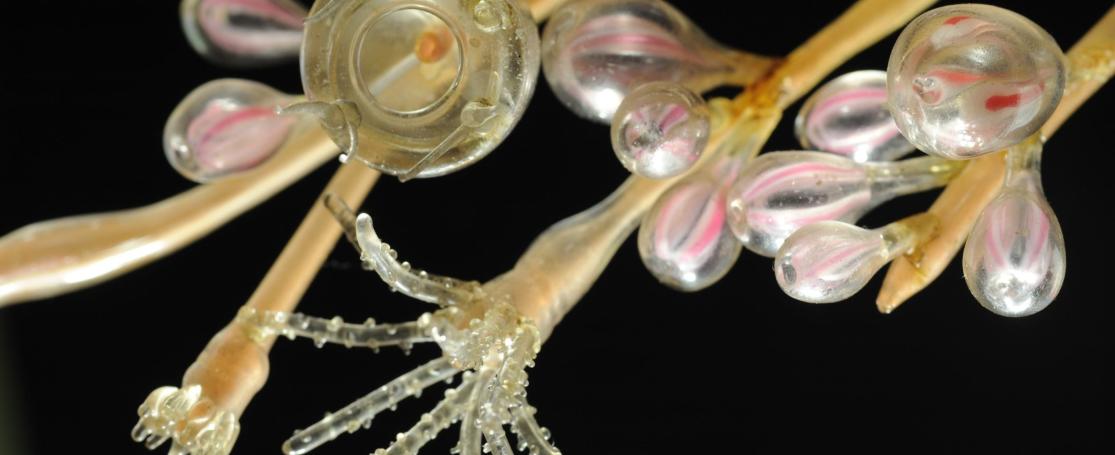 Bougainvillia by Blaschka at Aquarium-Museum de Liege