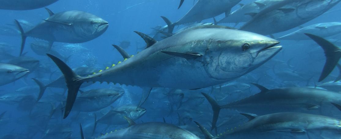 Atlantische blauwvintonijn in de Middellandse Zee