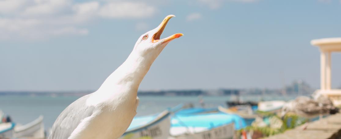 Kleine mantelmeeuw aan het schreeuwen