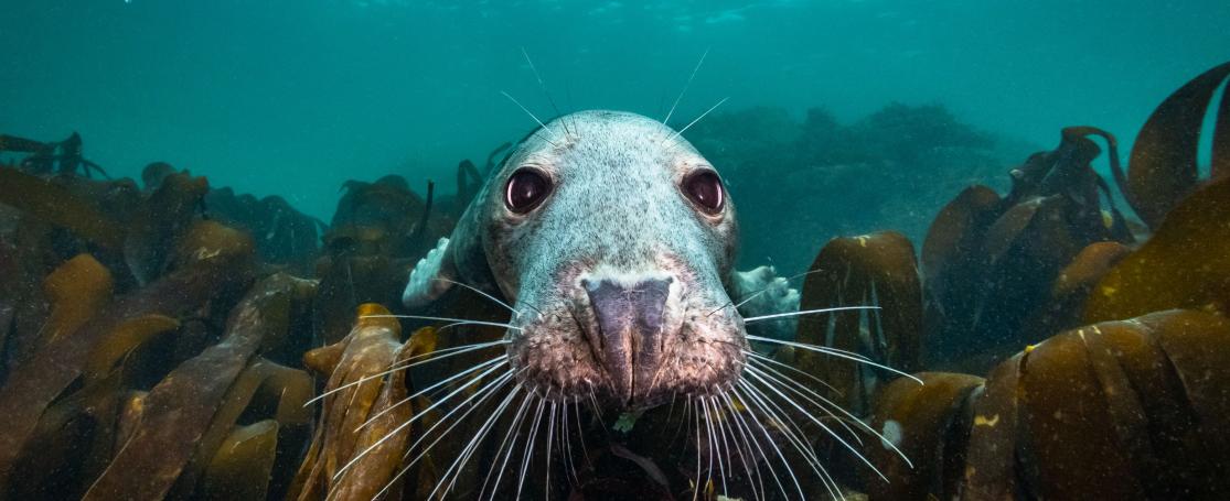 Een wel erg nieuwsgierige grijze zeehond, opduikend uit een kelpwoud