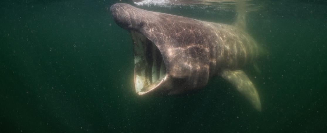 De reuzenhaai is zich aan het voeden met plankton