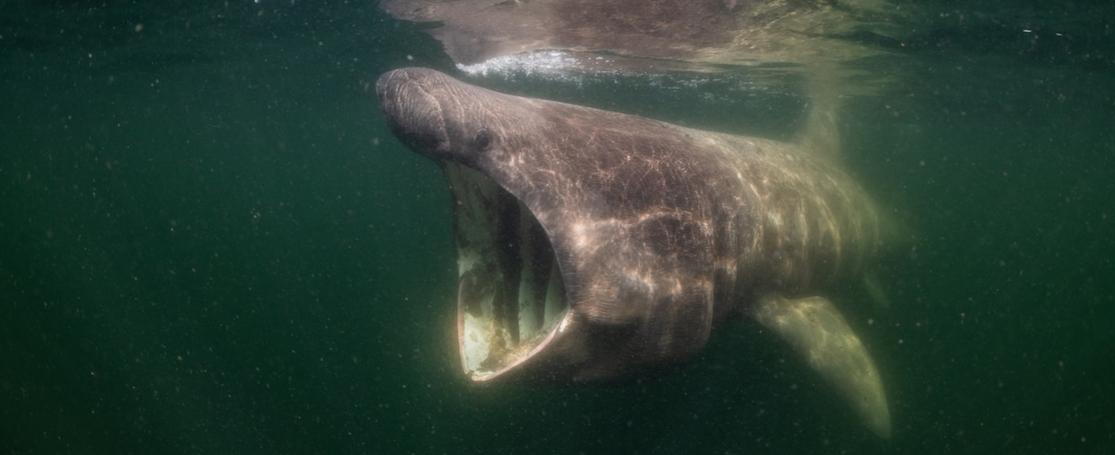 De reuzenhaai plankton aan het verzamelen.