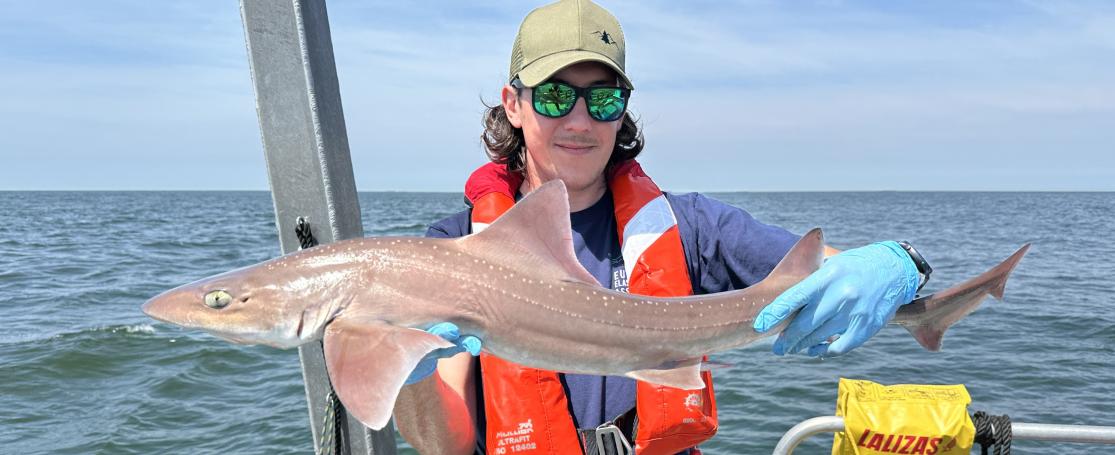 Onderzoekers van het VLIZ voorzien een gevlekte gladde haai van een zender en zetten hem opnieuw uit in het Belgisch deel van de Noordzee