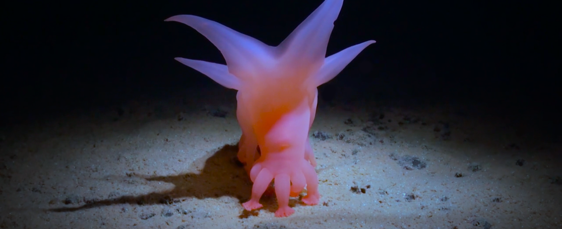 promobeeld How deep is your Love