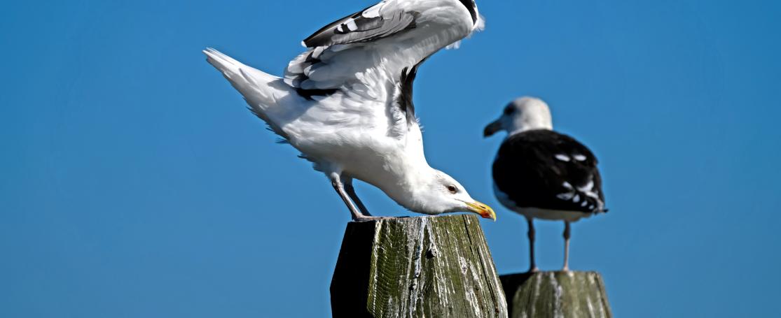 grote mantelmeeuwen op een paal