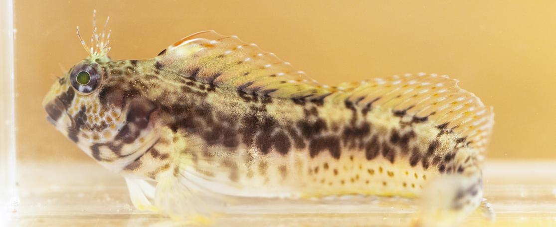 De ringnekslijmvis