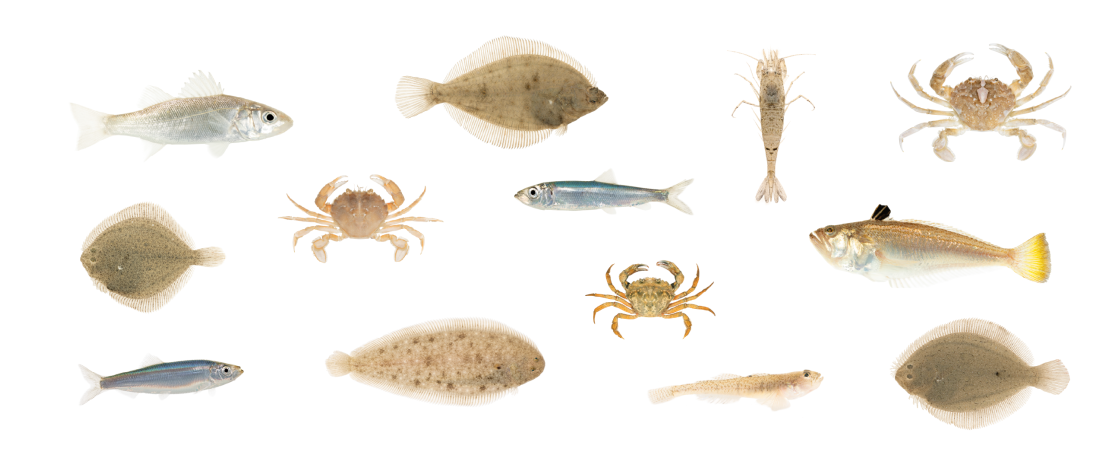 De surfzonefauna van de Vlaamse stranden