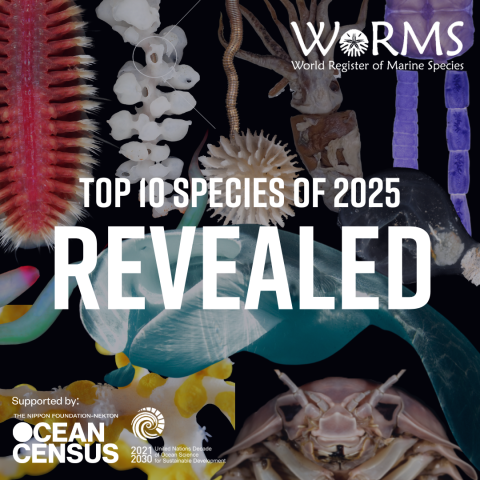 De 10 meest opmerkelijke nieuwe zeedieren ontdekt in 2025