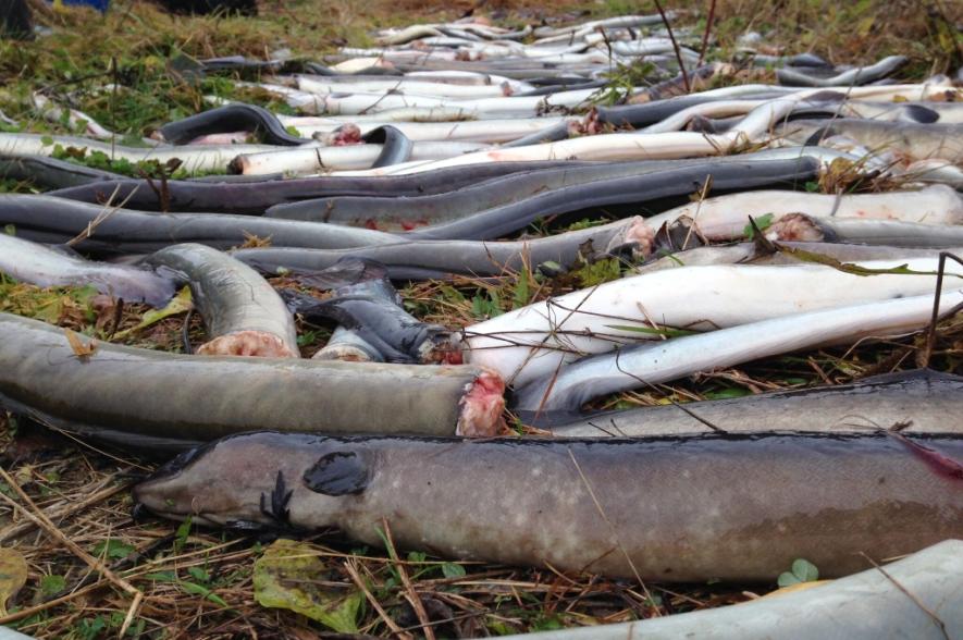 Door pompgemalen of waterkrachtcentrales vermalen palingen.