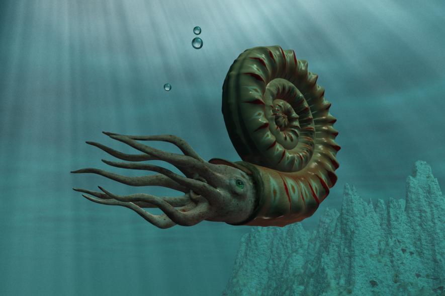 Ammoniet - Shutterstock