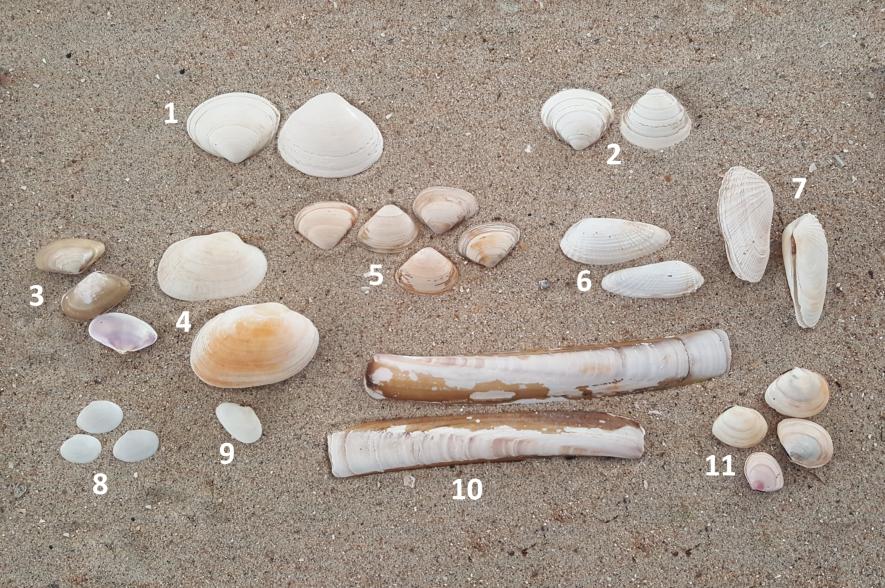 enkele ingegraven schelpensoorten Belgische Noordzee