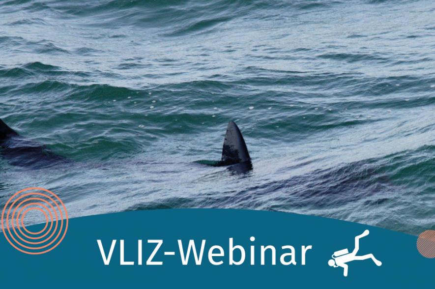 VLIZ-webinar behandelt haaien in de Noordzee