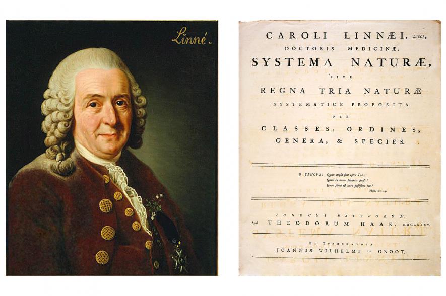 Carolus Linnaeus en zijn 'Systema Naturae'