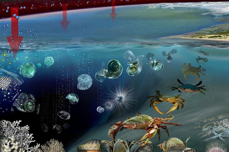 oceaanverzuring effect op organismen
