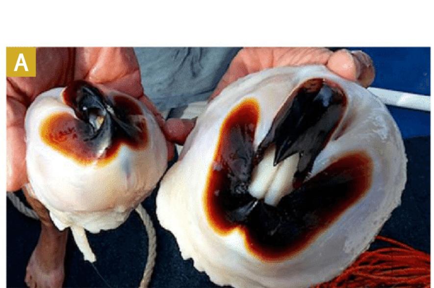 De kaken van een reuzenpijlinktvis