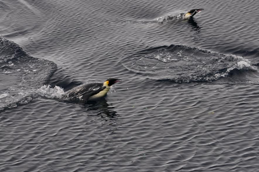 Sierlijk voorbij zwemmende keizerpinguïns. 
