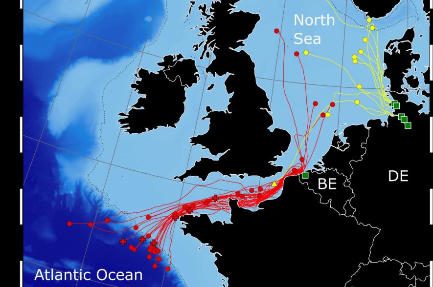 Verhelst et al 2022 - migratieroute palingen Noordzee