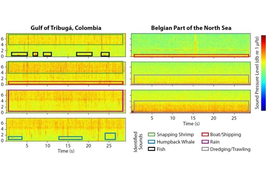 Spectrogrammen Golf van Tribuga en Belgisch deel Noordzee