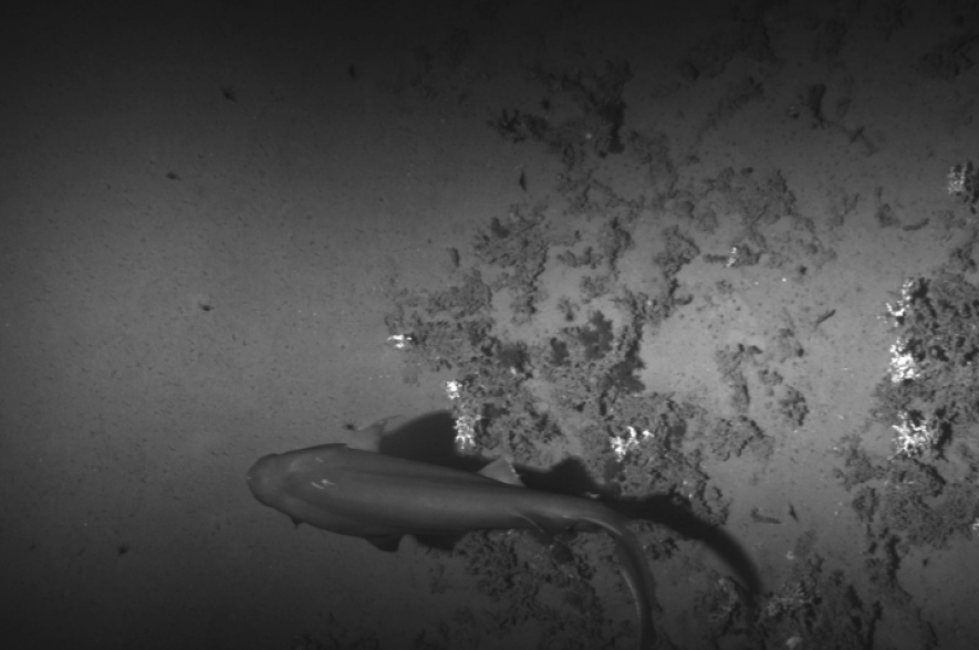 Een haai in beeld gebracht door AUV Barabas.