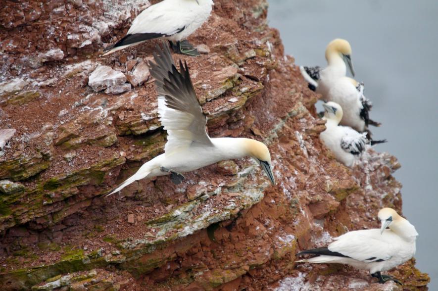 Broedende Jan-van-Gent