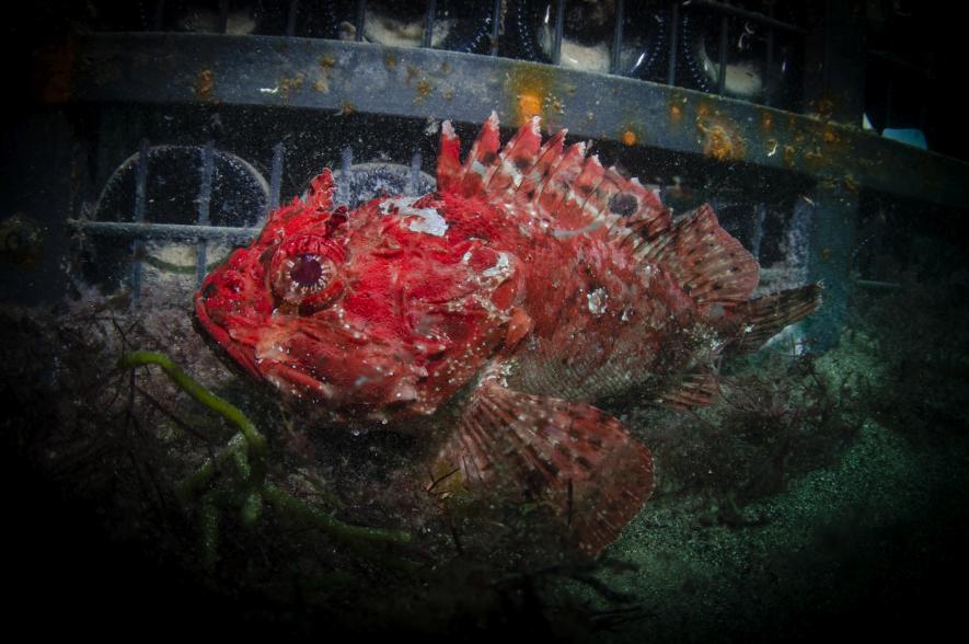 Wijn-rif verhoogt de locale biodiversiteit