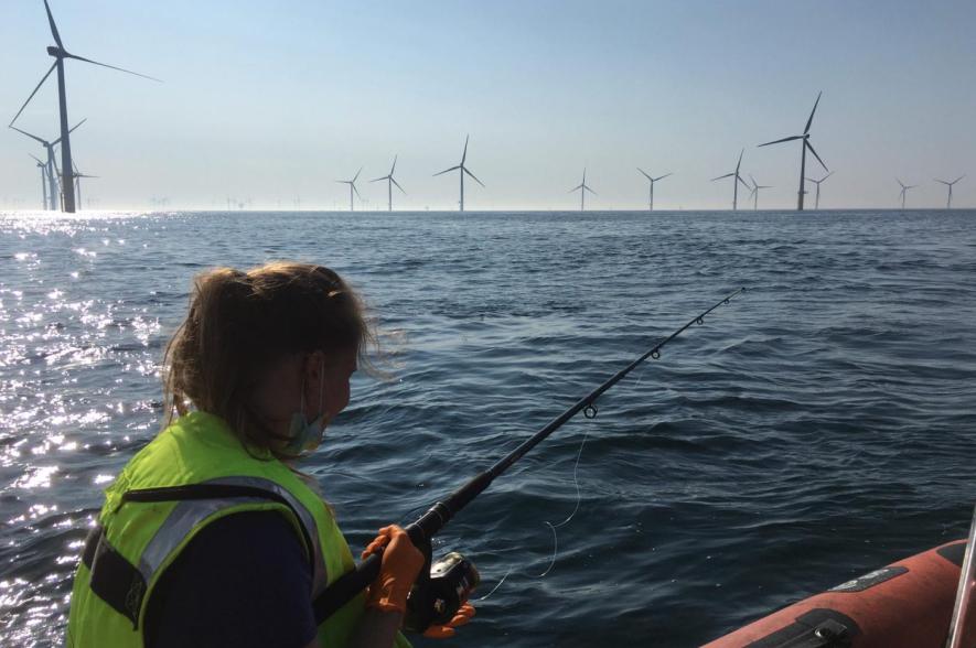 pladijs vissen in windmolenparken