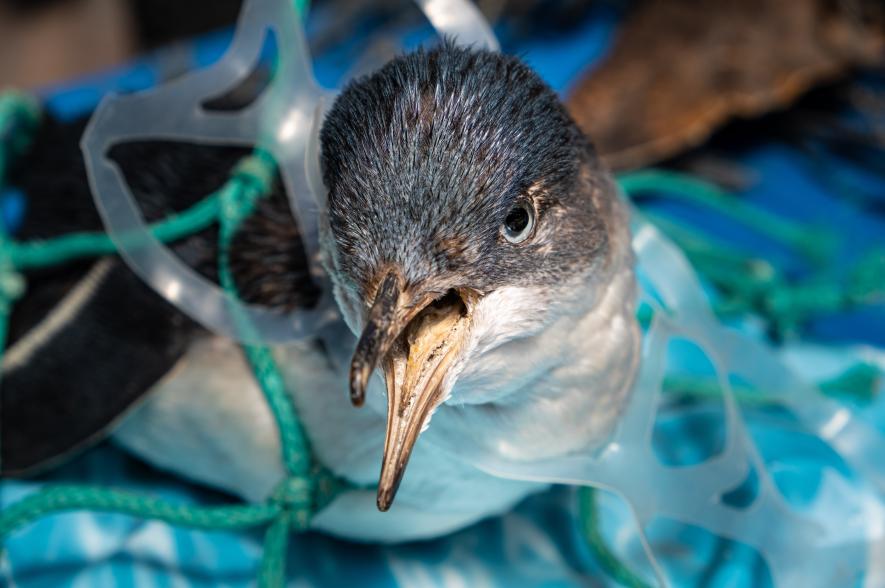 Pinguïn gevangen in plastic afval.